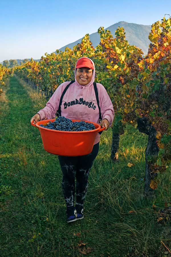 Vendimiadora con cubeta de uvas