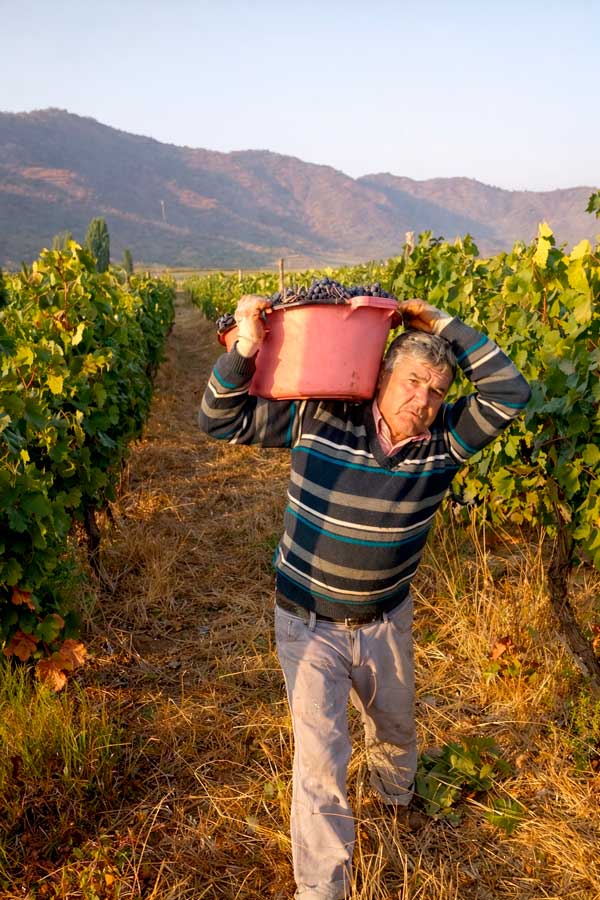 Transporte de uvas en el viñedo