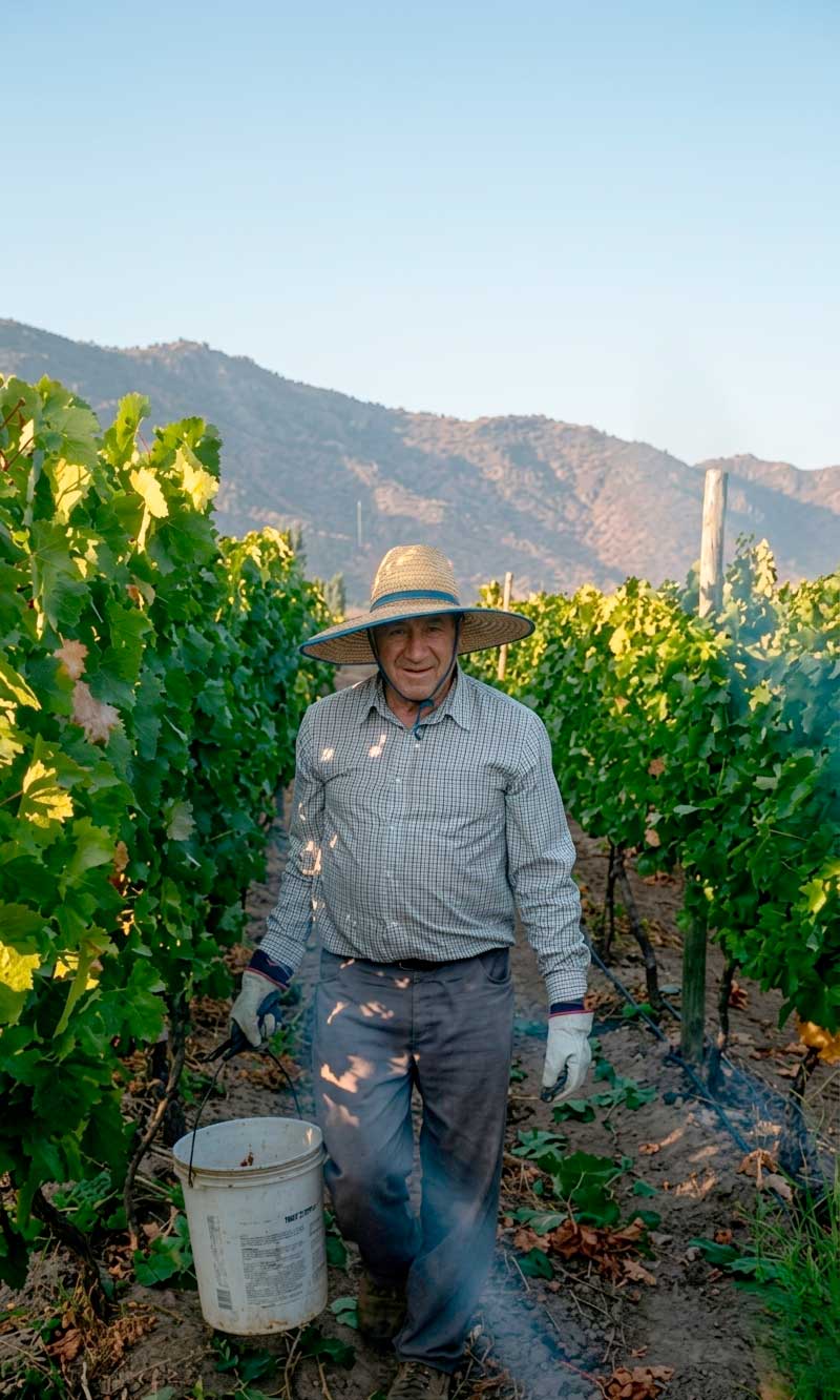 Trabajo en las hileras de vid