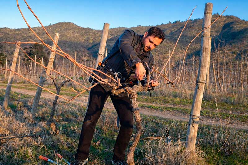 Mauricio Veloso trabajando en el viñedo